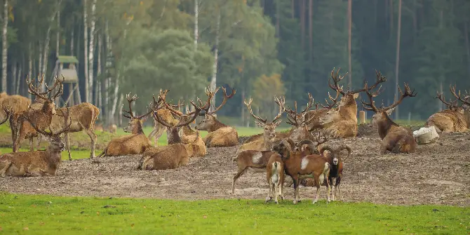 deer park