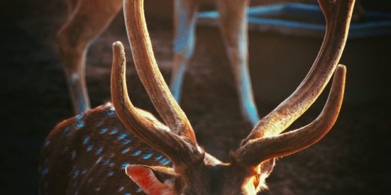 Jim Corbett National Park