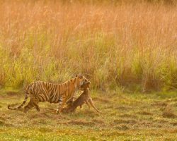 Processed with Focos