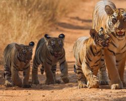 tadoba-national-park-tour