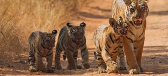 tadoba-national-park-tour