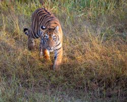 tiger-at-tadoba-wildlife
