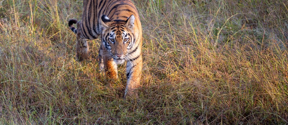 tiger-at-tadoba-wildlife